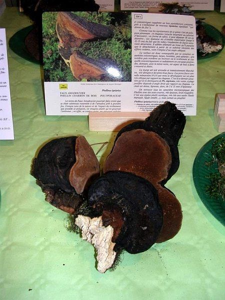 Expo champignons a St Leger 91